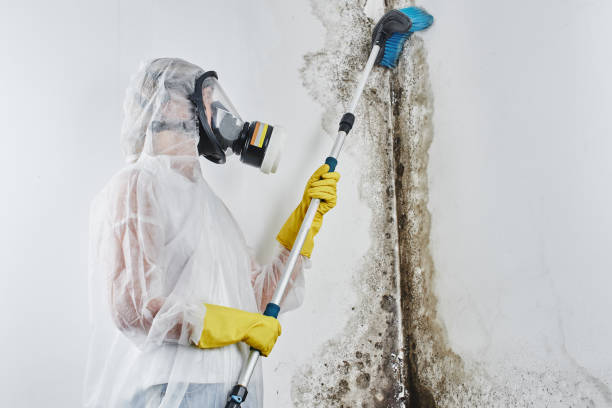 Best White Mold Remediation in Camden, SC