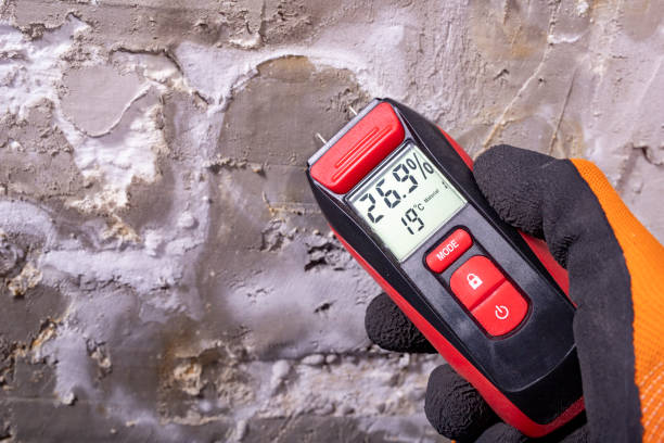 Best Basement Mold Remediation in Camden, SC