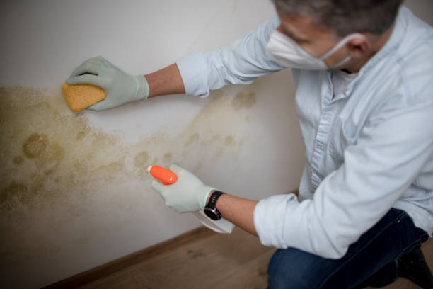 Best Residential Mold Remediation in Camden, SC